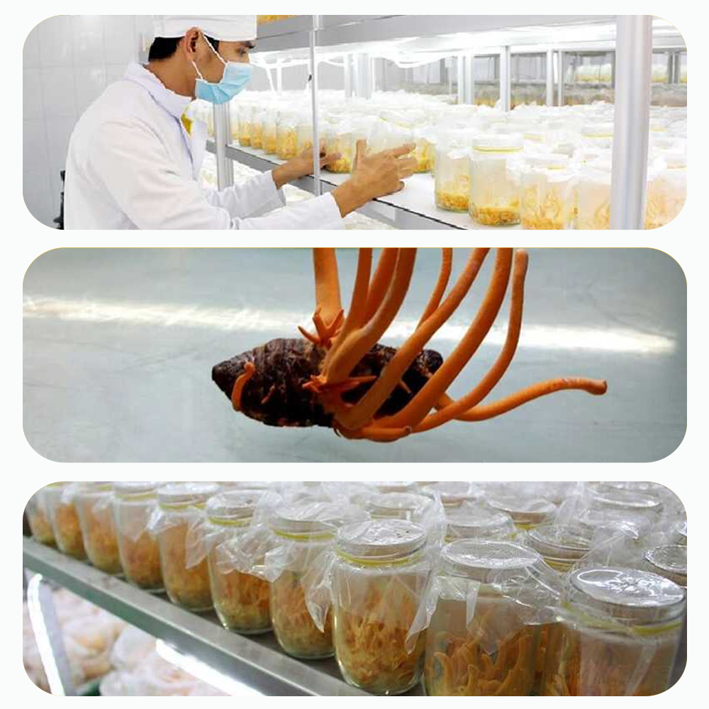 Đông trùng hạ thảo Toro nguyên sợi sấy thăng hoa tăng sức khỏe