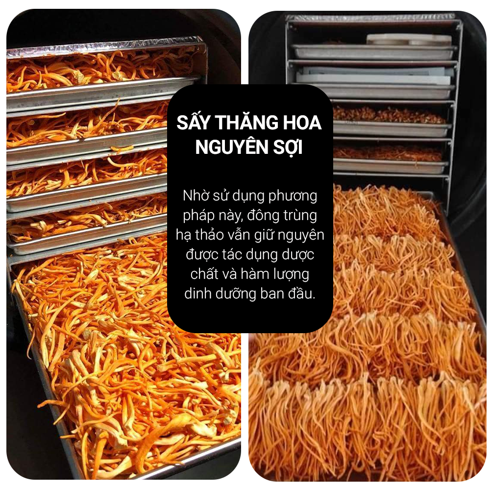 Đông trùng hạ thảo Toro nguyên sợi sấy thăng hoa tăng sức khỏe