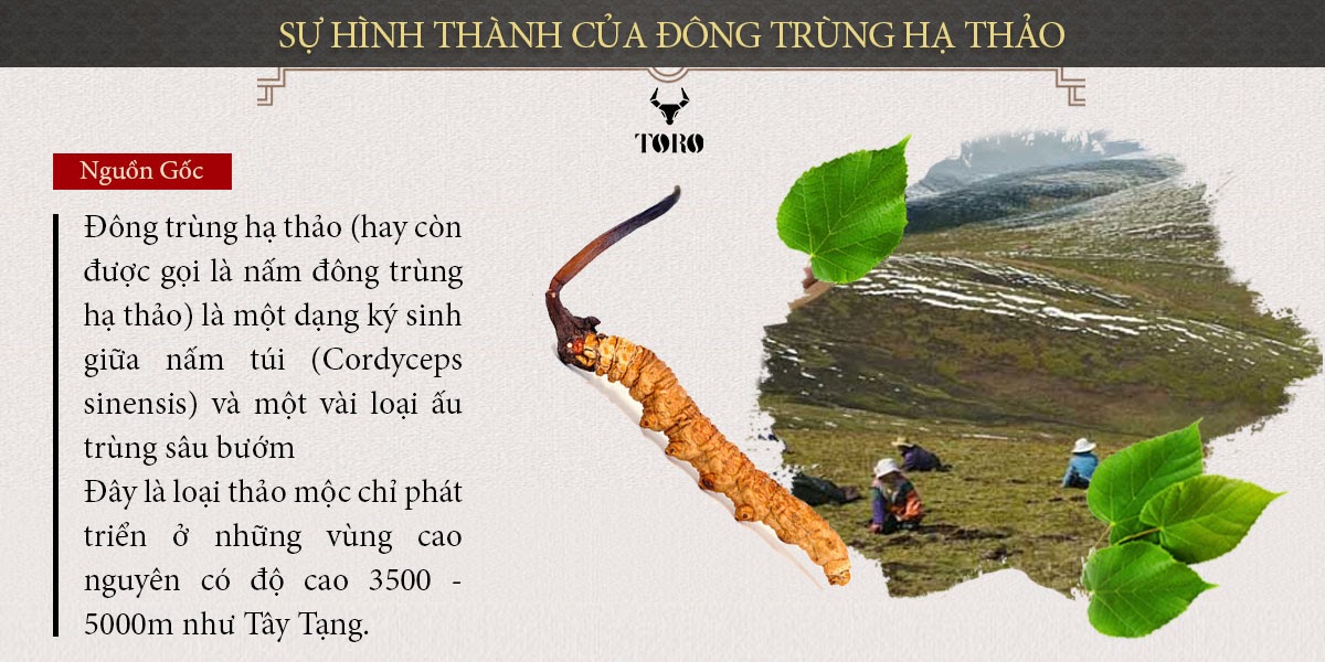 Đông Trùng Hạ Thảo Nguyên Con Cao Cấp Bồi Bổ Sinh Lý Mạnh Mẽ