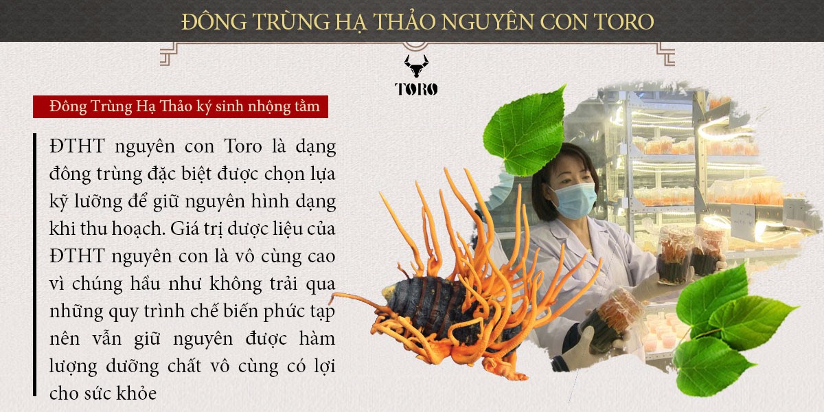 Đông Trùng Hạ Thảo Nguyên Con Cao Cấp Bồi Bổ Sinh Lý Mạnh Mẽ