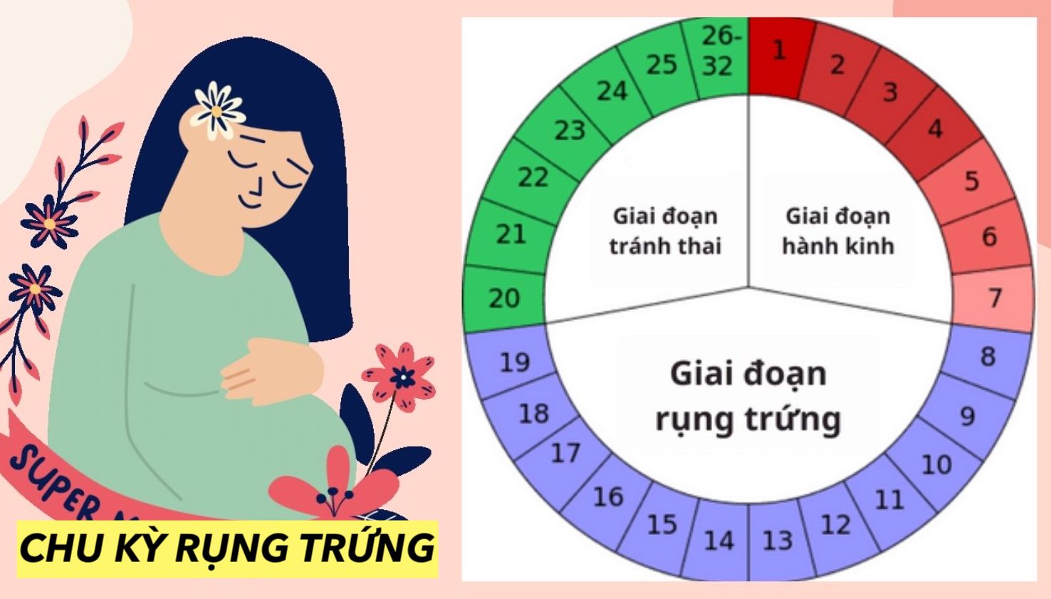 Chu kỳ rụng trứng là gì? Cách tính chu kỳ của phụ nữ bao nhiêu ngày?