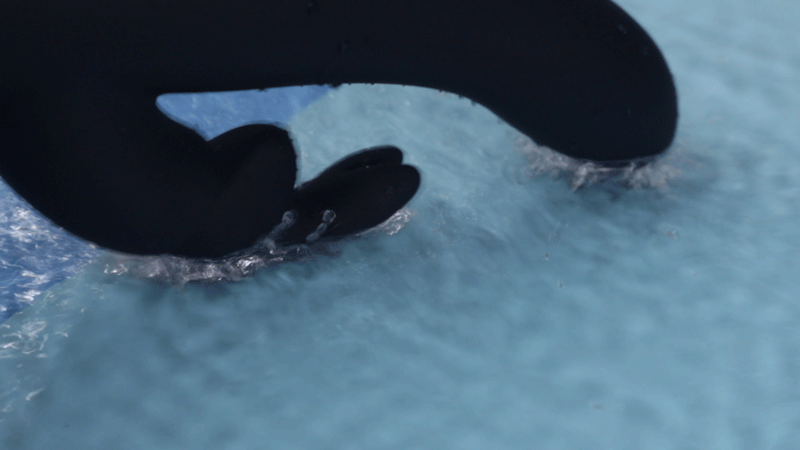 Máy rung tai thỏ Fifty Shades Darker Oh My kích thích điểm G mạnh